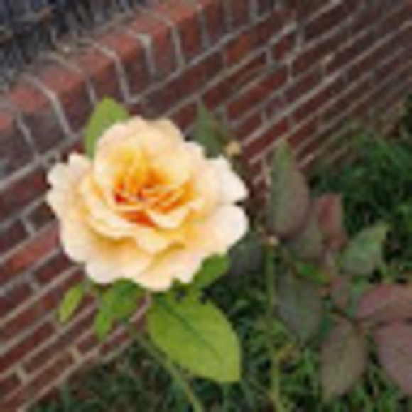 Meet your Posher, Bridget - Picture 1 of 1